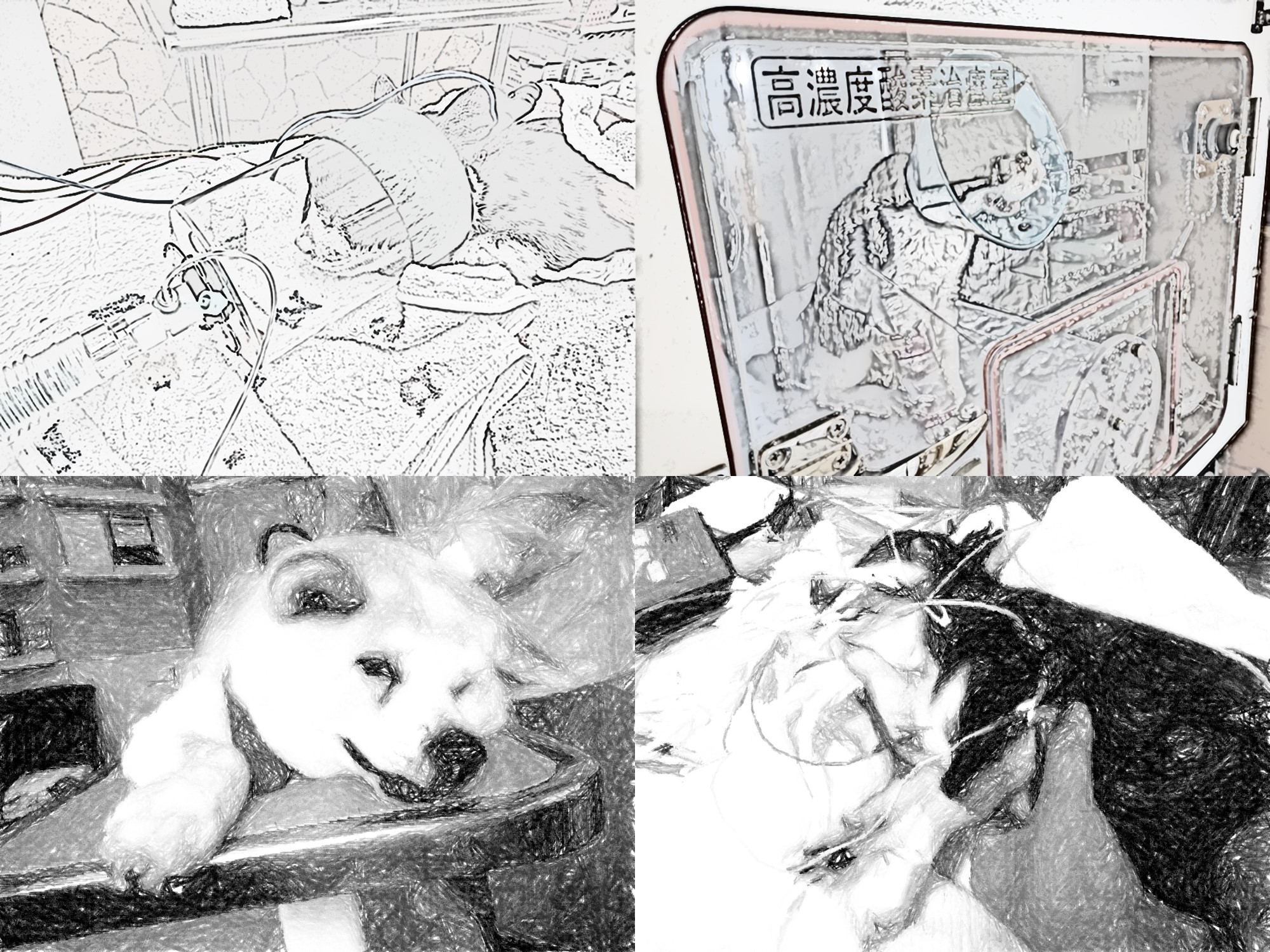 動物の麻酔・集中治療・蘇生